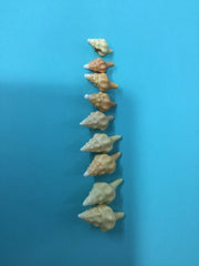 Growth Progression of Horse Conch Shells Set of 9 - ShellsLoving Coastal Living