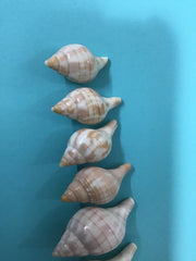 Growth Progression of Tulip Shells Set of 9 - ShellsLoving Coastal Living