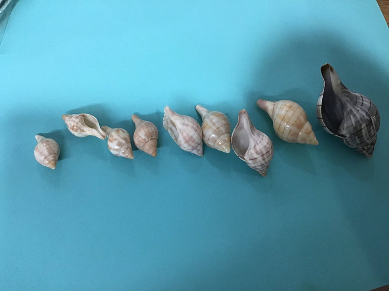 Growth Progression of Tulip Shells Set of 9 - ShellsLoving Coastal Living