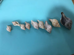 Growth Progression of Tulip Shells Set of 9 - ShellsLoving Coastal Living