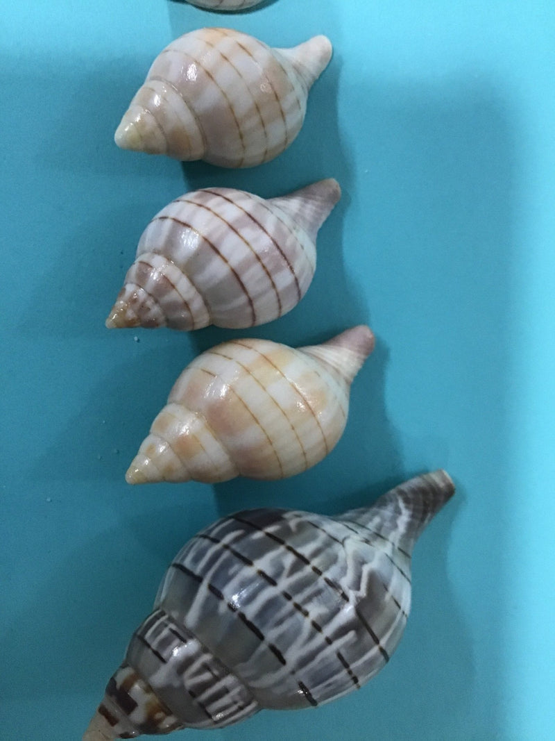 Growth Progression of Tulip Shells Set of 9 - ShellsLoving Coastal Living