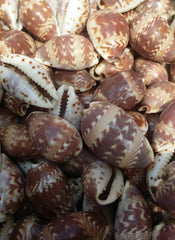 Daybreak Cowrie Cowry