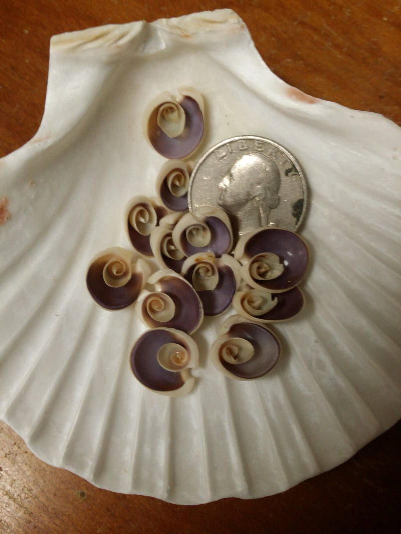 Sliced Cut Purple Cowry Shell
