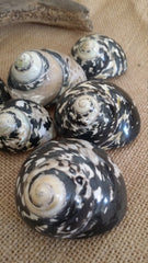 Polished Pica Magpie Turbo Shells