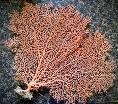 Natural Dried Sea Fan Coral Multiple Sizes Natural Color Rust Orange Red Coastal Home Decor Arrangement Photo Props Mermaid Craft Supplies