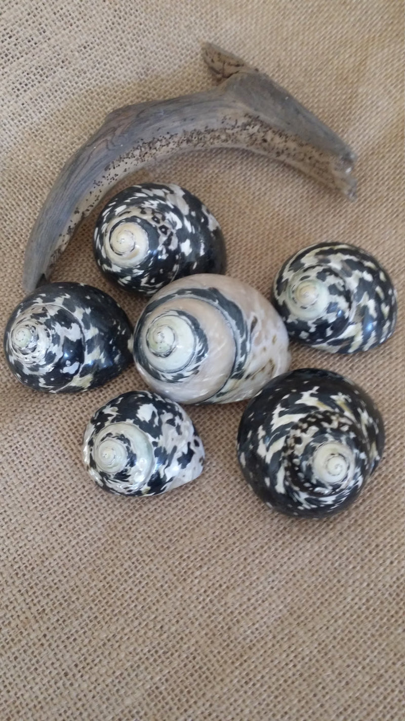 Polished Pica Magpie Turbo Shells