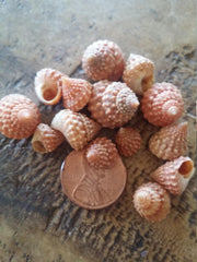 Orange Strawberry Cumingi Snail Seashells, Peach Periwinkle Winkle shells Jewelry, Candle Making, Fillers, Mirrors Frames Art Crafts