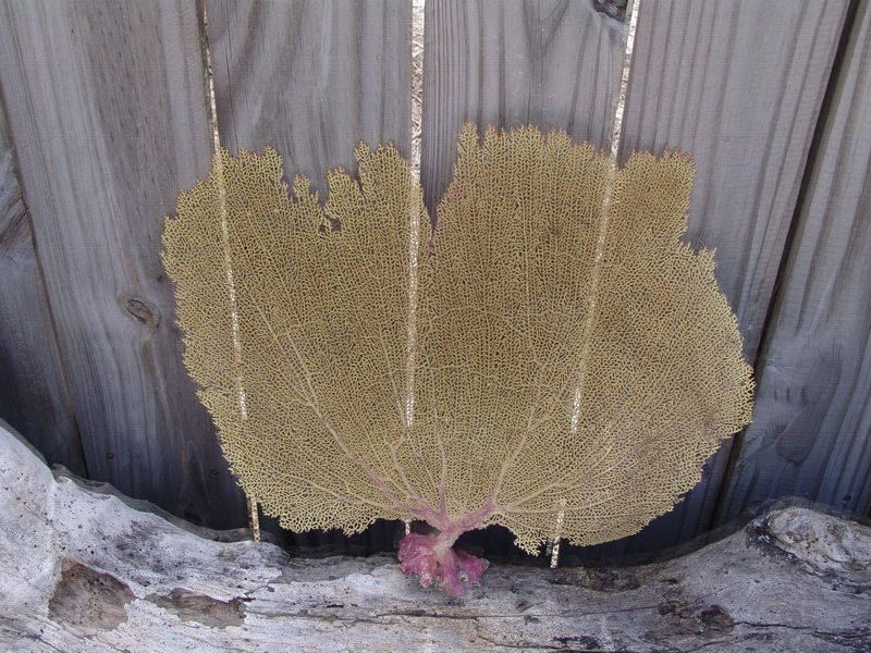 Natural Dried Bahama Sea Fan Coral Coastal Home Decor Floral Arrangement Mermaid Crown Craft Supplies Coastal Home Decor Small Medium Large