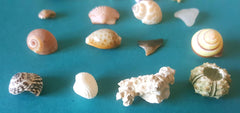 Inch and Under Small Seashells & Ocean Treasures Lot of 20