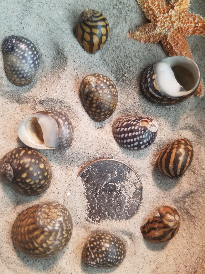 Mixed Nerita Snail Small Shells Seashells Black Brown White ZigZag Striped Spotted Pattern Art Crafts Sailor Valentine Supplies Spiral Top