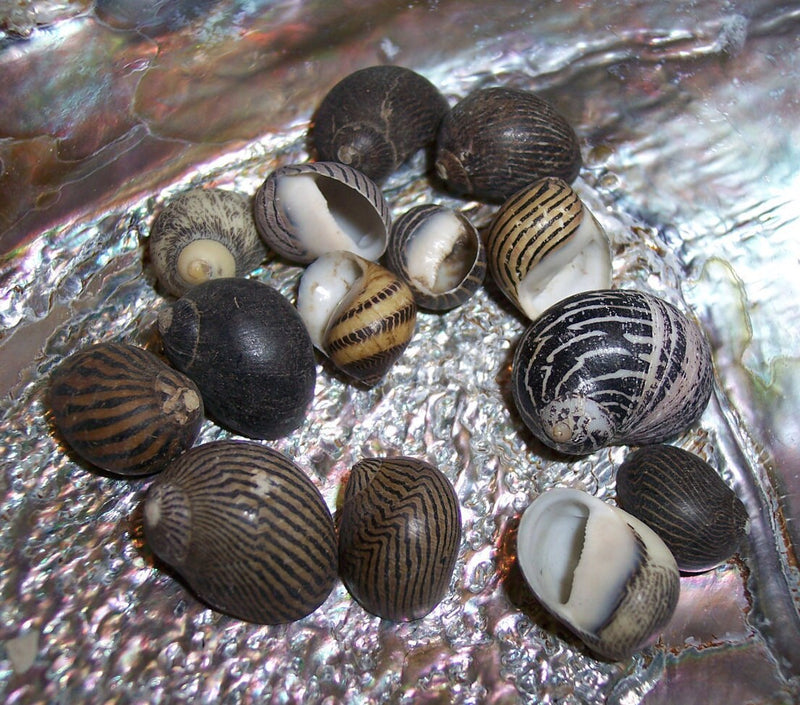 Mixed Nerita Snail Small Shells Seashells Black Brown White ZigZag Striped Spotted Pattern Art Crafts Sailor Valentine Supplies Spiral Top