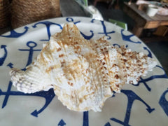 Large Frog Conch Shell 8-11
