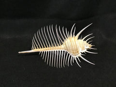 Venus Comb Murex Pectin 5-7
