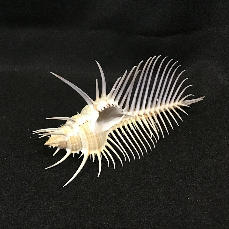 Venus Comb Murex Pectin 5-7" Seashell