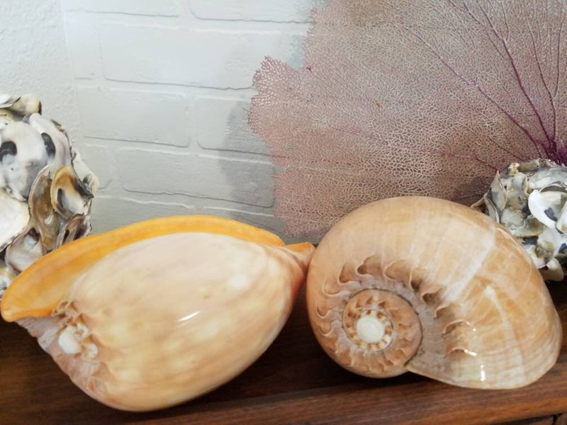 Giant Philippine Crowned Baler Melon Sea Shell Large Seashell  Coastal Style Decorating Seashells Home Decor Succulent Planter Holder