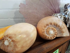 Giant Philippine Crowned Baler Melon Sea Shell Large Seashell  Coastal Style Decorating Seashells Home Decor Succulent Planter Holder