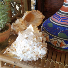 Large Frog Conch Shell 8-11