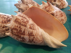 Imperial Volute Conch Shell Horn Spikes Unique Large Display Seashell Shell Coastal Ocean Cabinet of Curiosities Oddities Striking Features