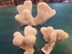 Selection Vintage Mini Cats Paw Coral