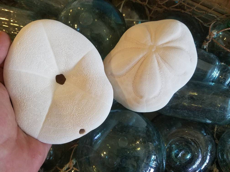 Large Natural Sea Biscuit Chunky Puffer Sand Dollar
