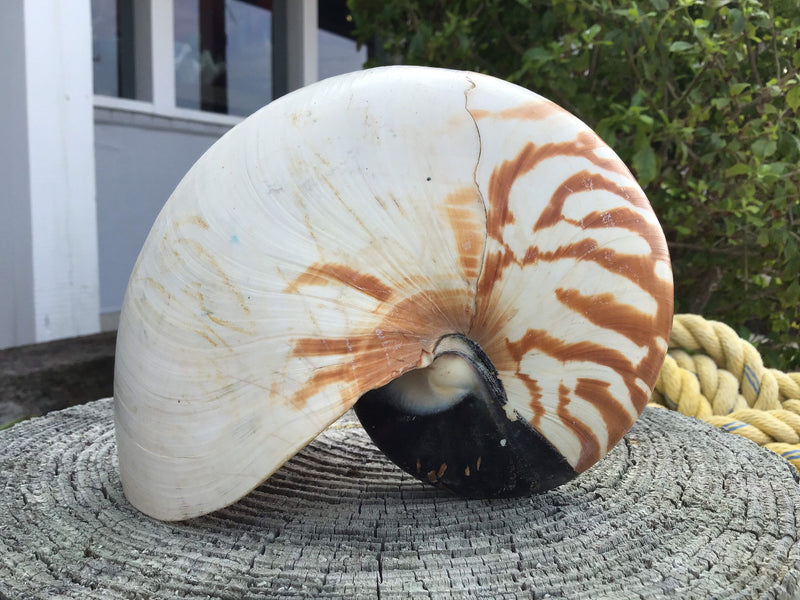 Raw Chambered Tiger Striped Nautilus Shell
