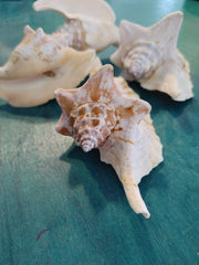 Strombus Gallus Hawk Wing - Rooster Tail Conch Shell 3.5