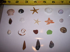 Inch and Under Small Seashells & Ocean Treasures Lot of 20