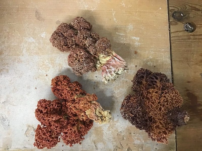 Rare Red Soft Coral Sponge Trio