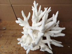 Vintage White Branch Coral- 14