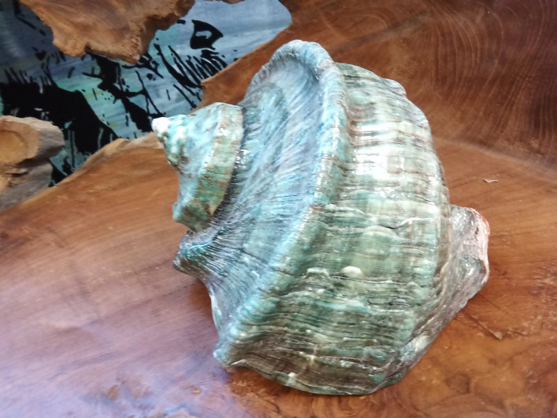 Giant Green Marmoratus Turban Shell