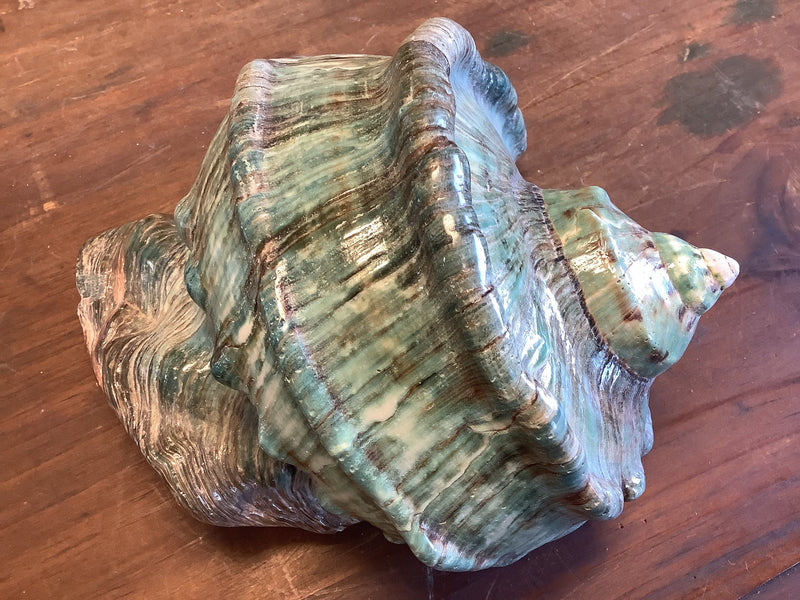 Giant Marmoratus Green Turban Shell