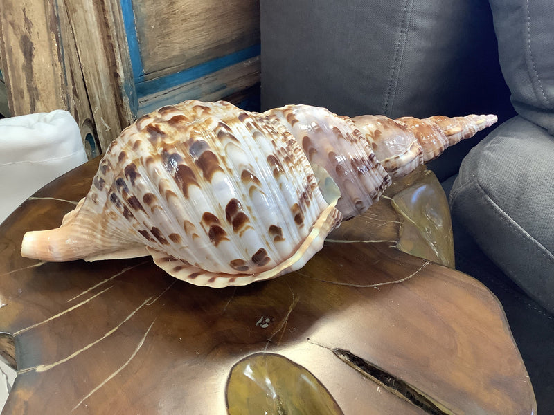 Giant Triton Charonia Tritonis Shell