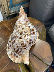 Giant Triton Charonia Tritonis Shell