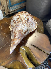 Giant Triton Charonia Tritonis Shell