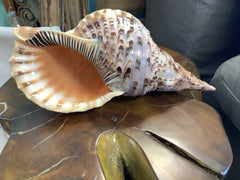 Giant Triton Charonia Tritonis Shell