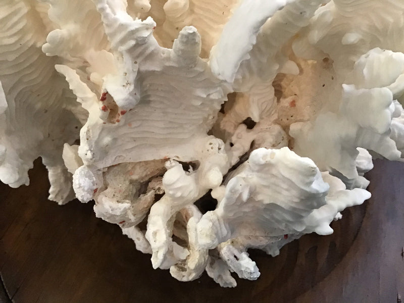 Unique Vintage White Rugosa Coral