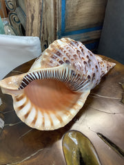 Giant Triton Charonia Tritonis Shell