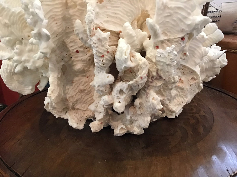 Unique Vintage White Rugosa Coral