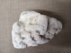 Real Authentic Unique Vintage Fossilized Coral Rock