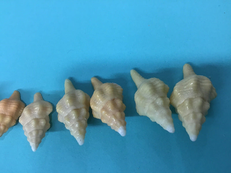Growth Progression of Horse Conch Shells Set of 9
