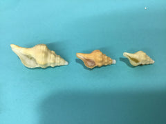 Growth Progression of Horse Conch Shells Set of 9