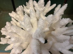 Vintage White Branch Coral- 10.5