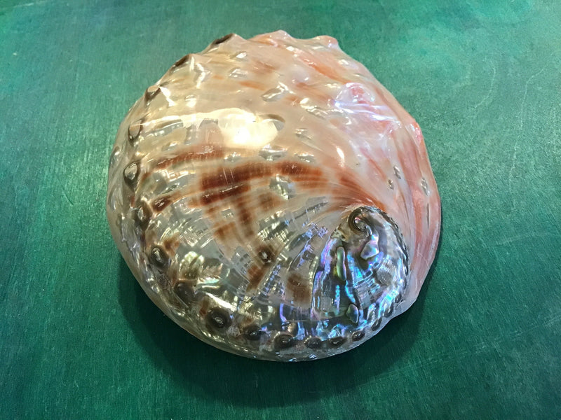 Polished 6" Red Abalone