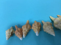 Growth Progression of Horse Conch Shells Set of 9