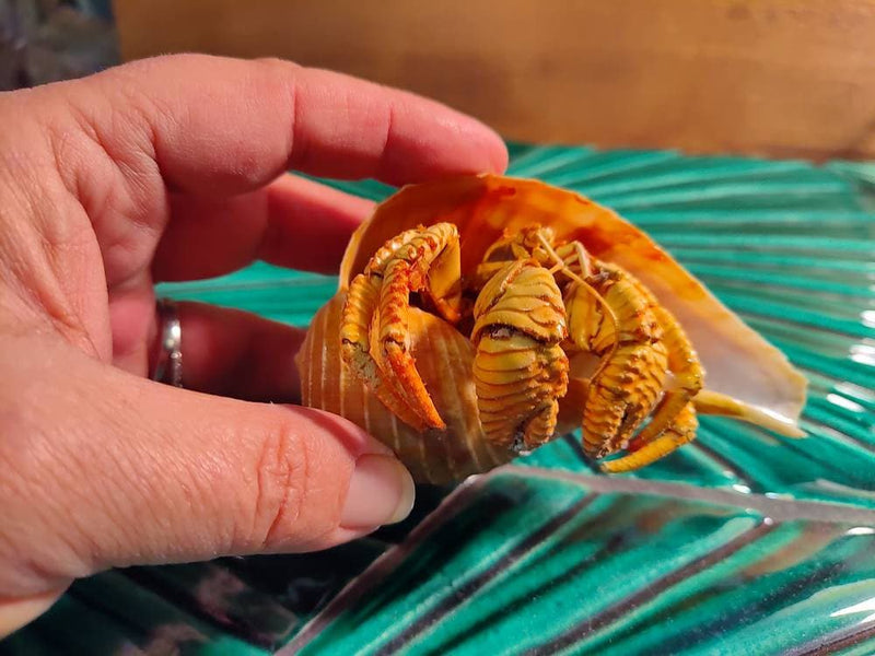 Hermit Crab in Tulip Shell Taxidermy Vintage