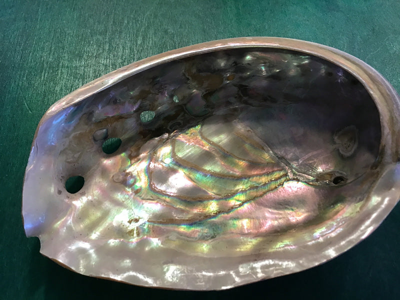 Polished 6" Red Abalone