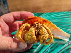 Hermit Crab in Tulip Shell Taxidermy Vintage