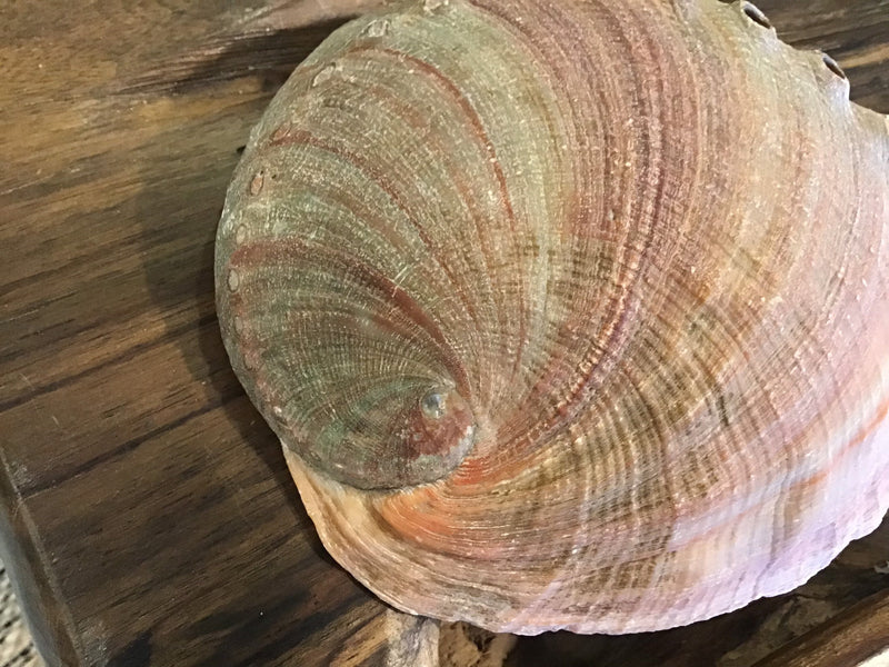 Raw Red 7" Abalone