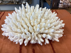 Vintage White Table Coral- 10.5