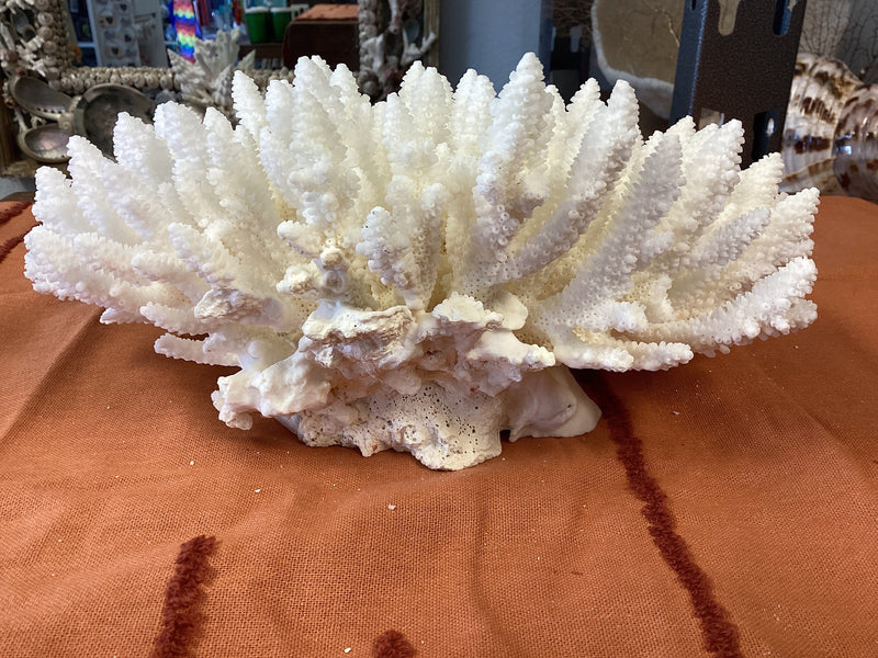 Vintage White Table Coral- 10.5"